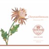 Tilted Barn Chrysanthemum IPA logo